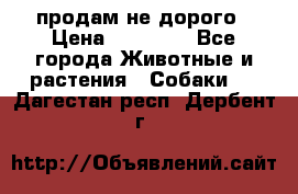 продам не дорого › Цена ­ 10 000 - Все города Животные и растения » Собаки   . Дагестан респ.,Дербент г.